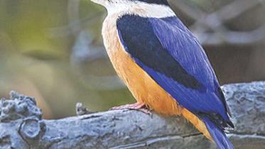 Black-top Kingfisher.jpg
