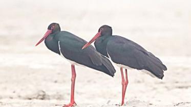 Black Stork.jpg