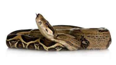 boa-constrictor.jpg