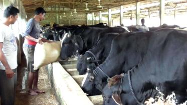 Bochaganj upazila.jpg