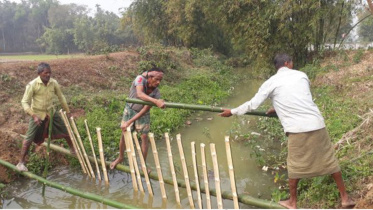 Boro cultivation mouluvibazar.jpg