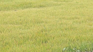 Boro seedbeds harm.jpg