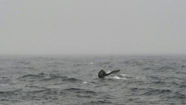 bowhead-whales.jpg