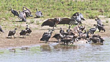 Bringing back 'Jatayu' from the clutches of 'Ravana'