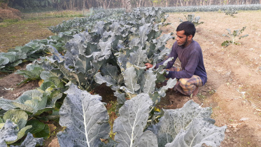 Broccoli cultivation 1.jpg
