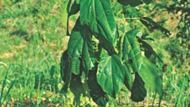 Buddha Narikel 1.jpg