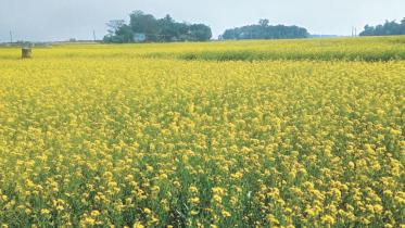bumper mustard yield.jpg