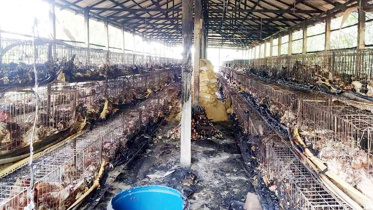 burnt-poultry-farm-Moulvibazar.jpg