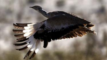 bustard-wb.jpg