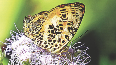 Butterflies of Bangladesh.jpg