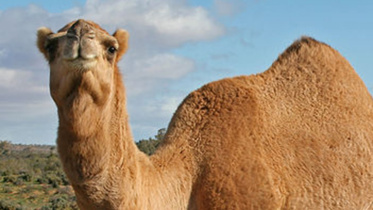 Camel-Australia-file photo.jpg