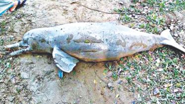 carcass of dolphin.jpg