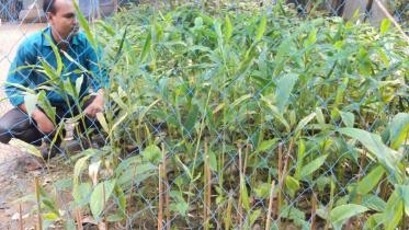cardamom cultivation 1.jpg