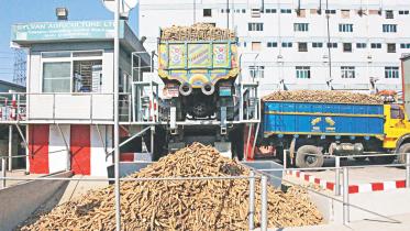 Cassava yield rises.jpg