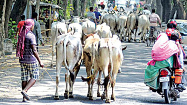Bangladesh-India border, Border Guard Bangladesh (BGB), cattle smuggling, border killing