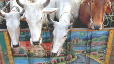 Bangladesh Cattle Market