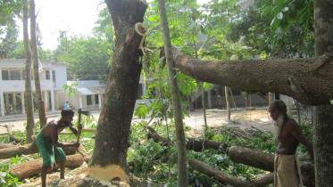 chairman felling trees.jpg