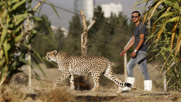 Iran moves to save last 'mascot' Asiatic cheetahs