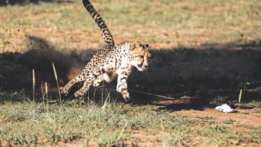 cheetah.jpg