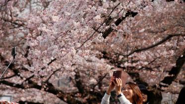 Cherry-blossom.jpg