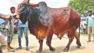 Choices Aplenty1.jpg