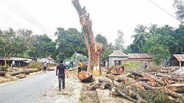 chopping down a tree.jpg