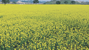 C’nawabganj bumper mustard.jpg