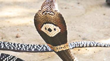 cobras.jpg