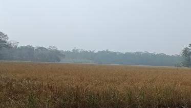 cold hampers Aman harvest.jpg