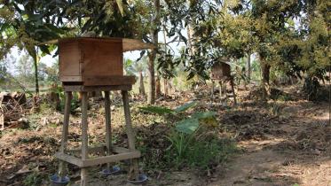 Commercial beekeeping.jpg