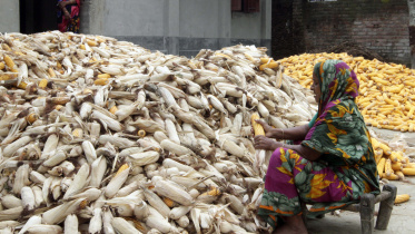 Corn oil untapped potential.jpg