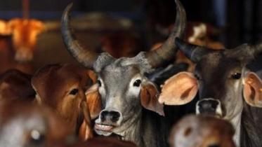 cow-india-web.jpg