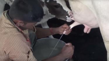 Lead in milk in Bangladesh