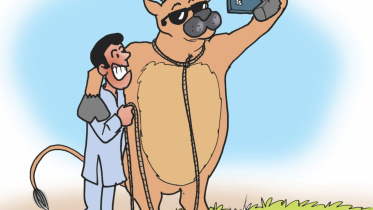 Cow dot com