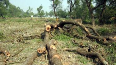 Cut down over 3,200 trees