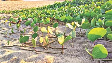 Cox's Bazar Beach.jpg