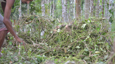 Criminals destroy betel.jpg
