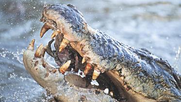 Crocodile Encounter.jpg