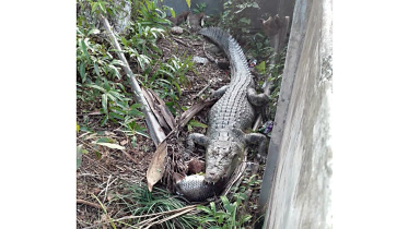 Crocodile Juliet.jpg