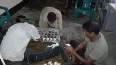 Crocodile pilpil-2.jpg