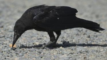 Crow-wb.jpg