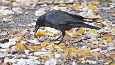 crow.jpg