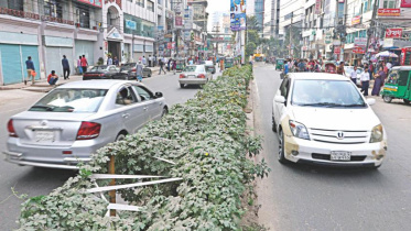 Cultivating vegetables in traffic island