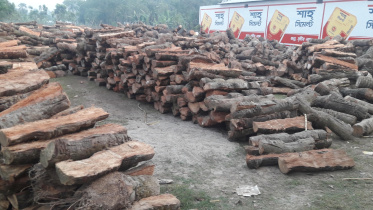 date tree felling.jpg