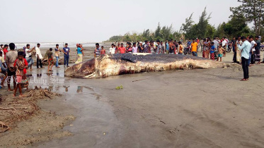 Dead whale Kuakata