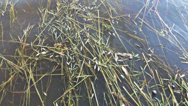 Dead fish float.jpg