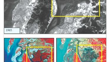 Deforestation in Chakaria