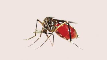 Aedes mosquitoes