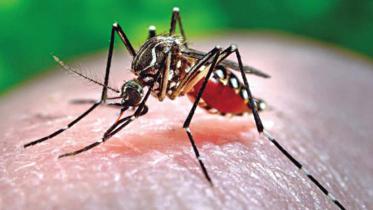 dengue fever in Bangladesh