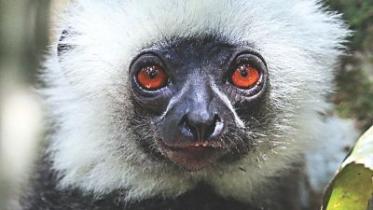 Diademed sifaka.jpg